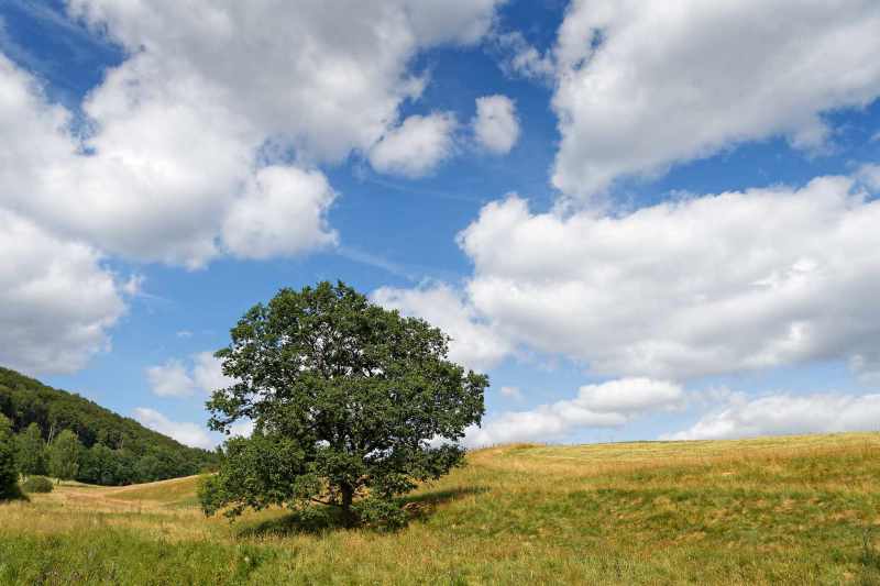 Old oak tree in summer on a pasture in Sauerland, with cloudy sky