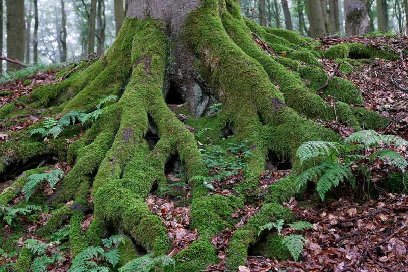 Tree root with moss and ferns, Hochsauerland