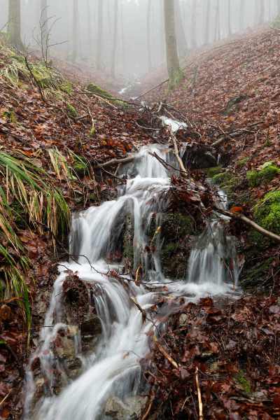Bach im Buchenwald