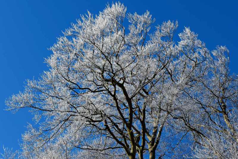 Die Krone einer Buche mit Raureif, blauer Himmel