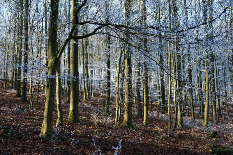 Buchenwald mit Raureif, der von Sonnenstrahlen beleuchtet wird 