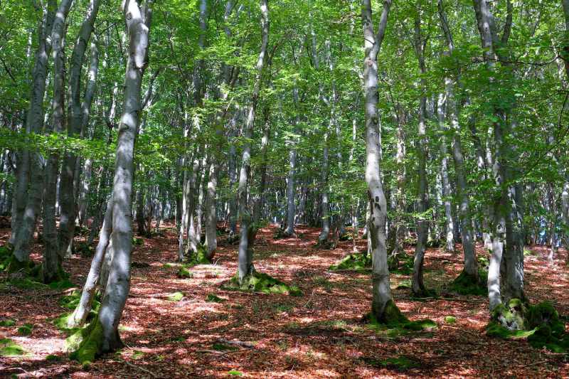Summer beech forest in Sauerland with light spots