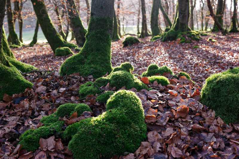 Junger Buchenwald im Winter, mit Moos, Hochsauerland
