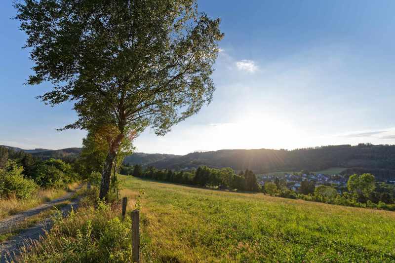 Feldweg im Sommer mit Birken und tief stehender Sonne in Elkeringhausen, Winterberg
