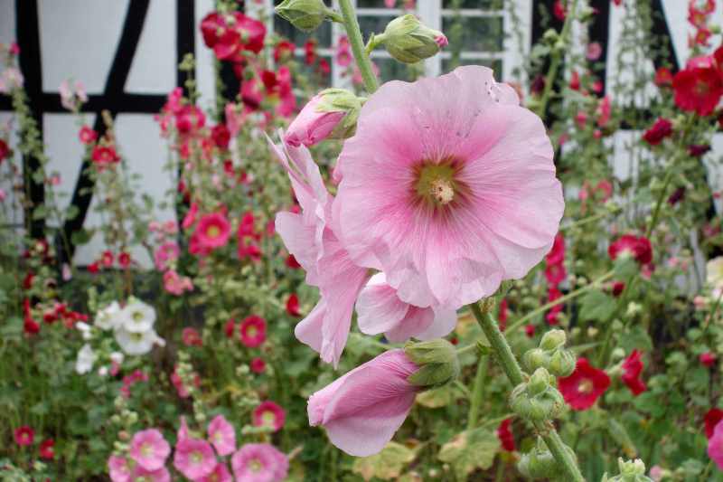 Stockrosen in einem Garten im Sauerland mit Fachwerkhaus im Hintergrund