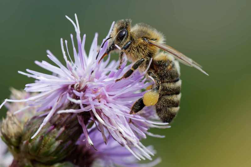 Honey bee on a thistle flower, with pollen sack, macro photo