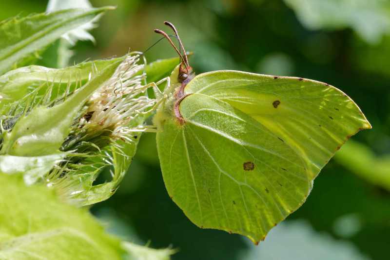 Zitronenfalter (Gonepteryx rhamni) saugt Nektar auf Kratzdistel, perfekte Tarnung, seitliche Makroaufnahme