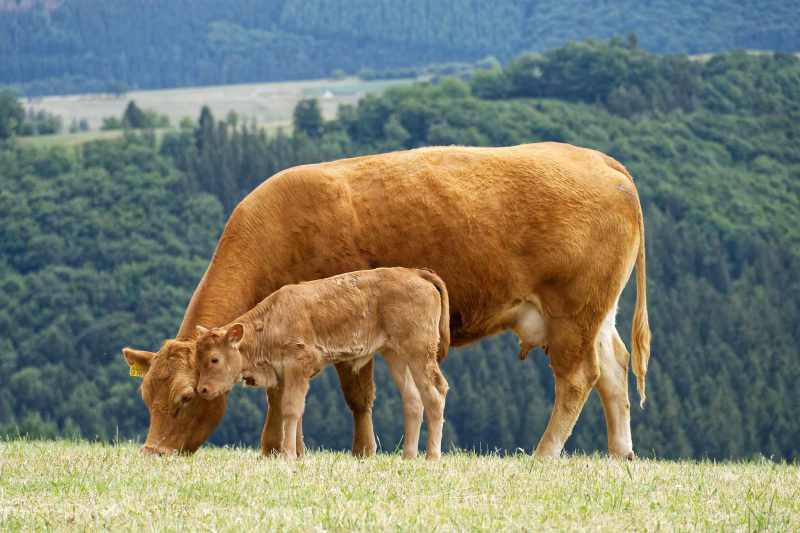Eine Kuh mit Kalb auf einer Bergweide bei Referinghausen