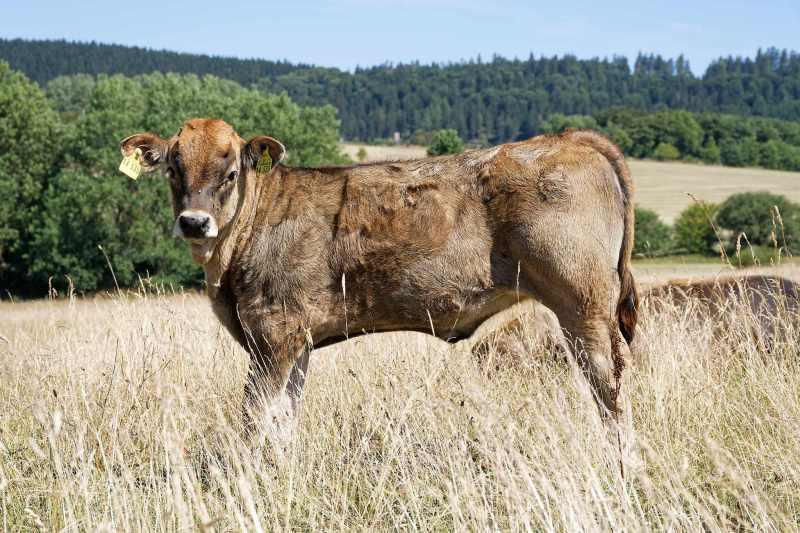 Junges Rind auf einer Weide im hohen Gras, Berglandschaft bei Küstelberg