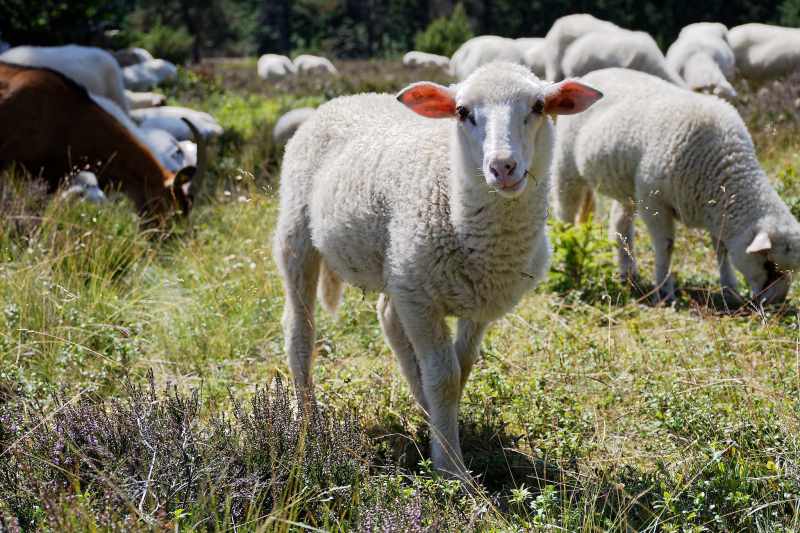 Ein Lamm, Schafe und Ziegen in Heidelandschaft, Naturschutzgebiet Neuer Hagen