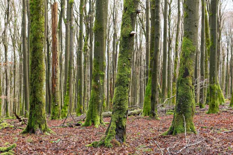 Naturwaldzelle Brandhagen