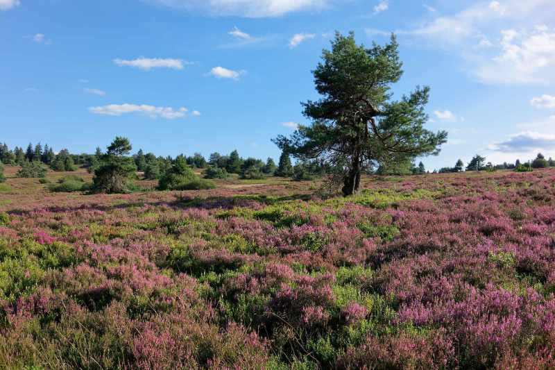 Blühende Heide und alte Kiefer im Naturschutzgebiet Neuer Hagen, Clemensberg