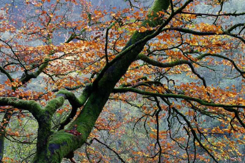 Alter Baum im Orketal mit Moos und bunten Blättern, Herbst im Sauerland