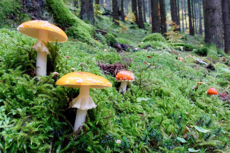 Mushrooms and moss in spruce forest, autumn in the Sauerland region