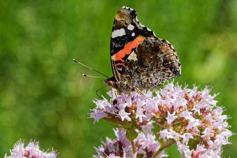 Red admiral (Vanessa atalanta) sucks nectar on flowers, side macro shot