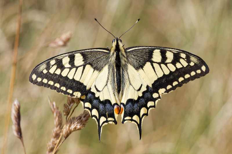 Schwalbenschwanz (Papilio machaon) auf einer Bergwiese, Makroaufnahme von oben