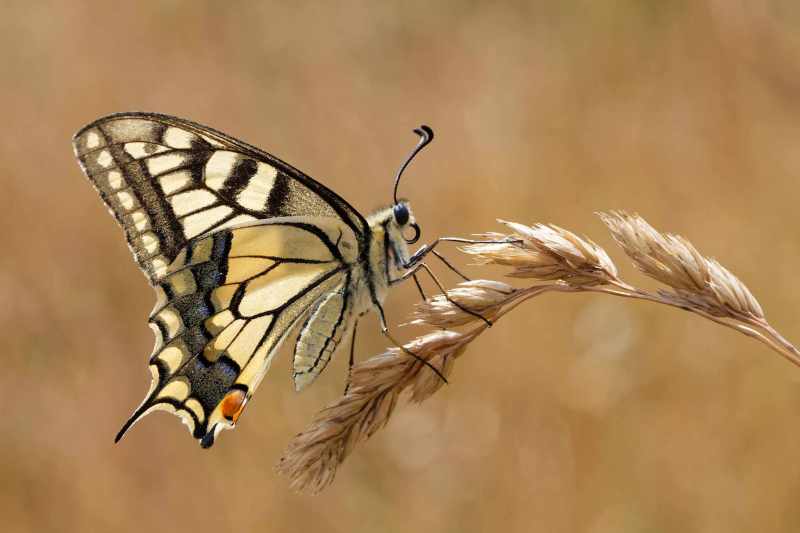 Schwalbenschwanz (Papilio machaon) auf einer Grasähre, seitliche Makroaufnahme