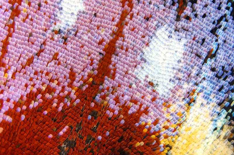 Flügel des Tagpfauenauges, 25-fache Vergrößerung