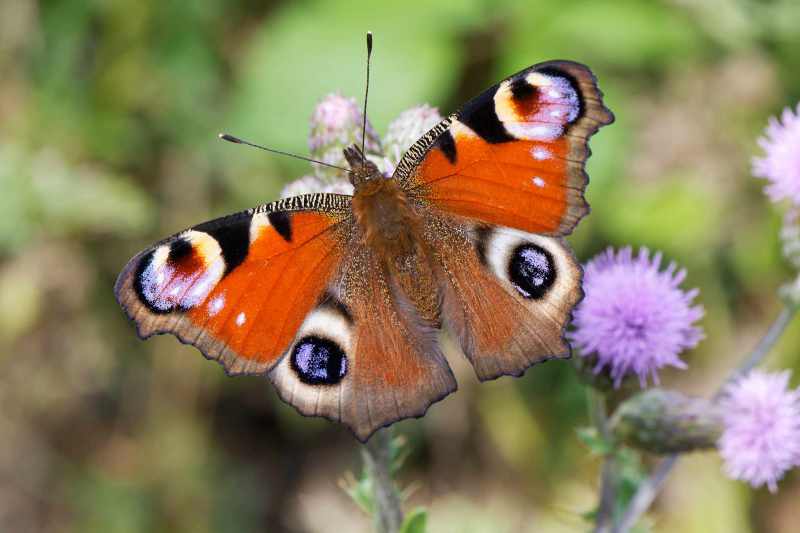 Tagpfauenauge (Aglais io)