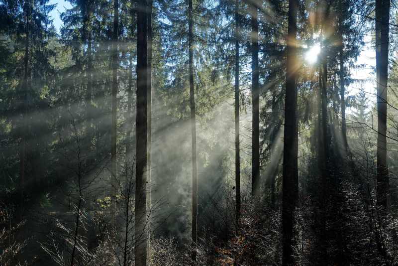 Sonnenstrahlen scheinen durch den Nebel in einem Fichtenwald