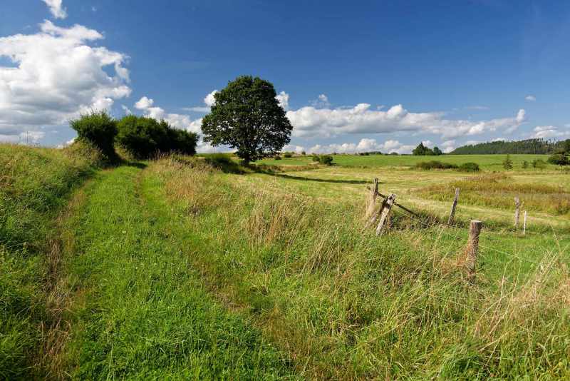 Ein Feldweg in der Medebacher Bucht mit freistehendem Baum und Sommerhimmel