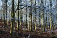 Buchenwald mit Raureif, der von Sonnenstrahlen beleuchtet wird 