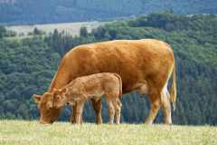 Eine Kuh mit Kalb auf einer Bergweide bei Referinghausen