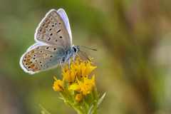 Seitliche Makroaufnahme Hauhechelbläuling (Polyommatus icarus) auf Blüte