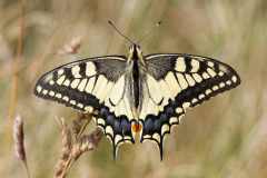 Schwalbenschwanz (Papilio machaon) auf einer Bergwiese, Makroaufnahme von oben