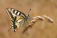 Schwalbenschwanz (Papilio machaon) auf einer Grasähre, seitliche Makroaufnahme
