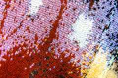 Flügel des Tagpfauenauges, 25-fache Vergrößerung