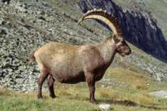 Alpensteinbock (Capra ibex) [September 1999, Restauration von Kleinbild-Dia]