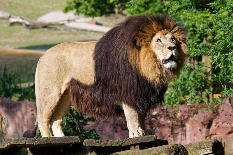 Afrikanischer Löwe - Panthera leo