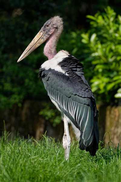 Afrikanischer Marabu - Leptoptilos crumeniferus Afrikanischer Marabu - Leptoptilos crumeniferus