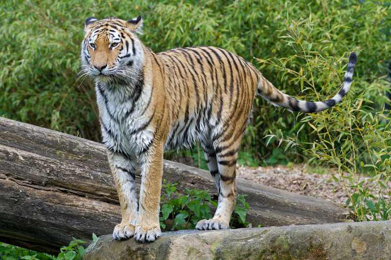 Amurtiger - Panthera tigris altaica