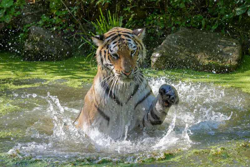 Amurtiger - Panthera tigris altaica