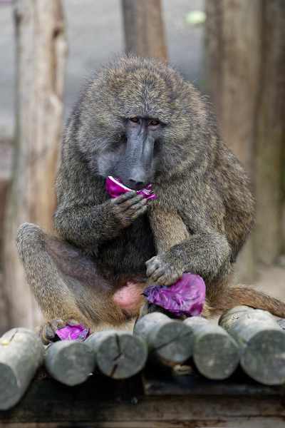 Anubis Pavian - Papio anubis Anubis Pavian - Papio anubis