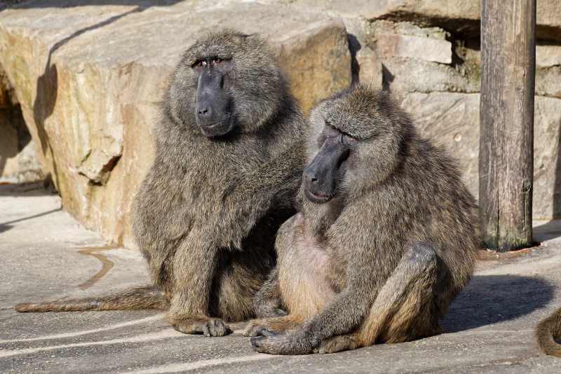 Anubis Pavian - Papio anubis Anubis Pavian - Papio anubis