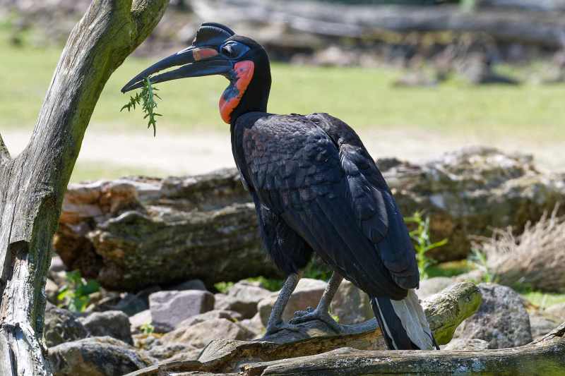 Blaugesicht-Hornrabe - Bucorvus abyssinicus Blaugesicht-Hornrabe - Bucorvus abyssinicus