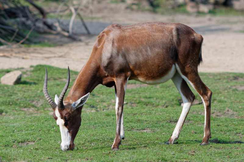 Blesbok - Damaliscus pygargus phillipsi Blesbok - Damaliscus pygargus phillipsi