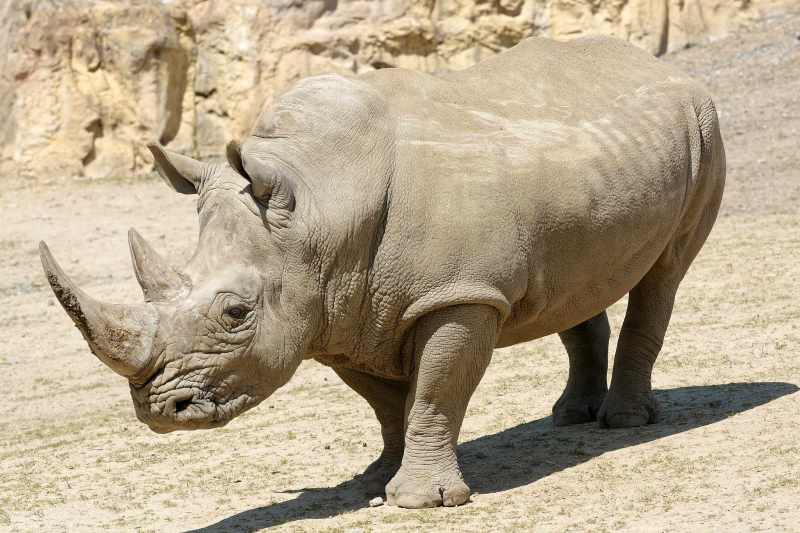 White Rhinoceros - Ceratotherium simum White Rhinoceros - Ceratotherium simum