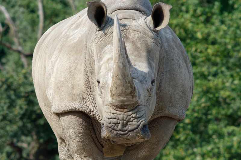 White Rhinoceros - Ceratotherium simum