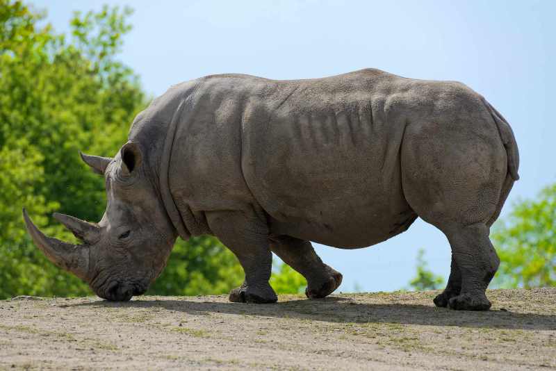 White Rhinoceros - Ceratotherium simum White Rhinoceros - Ceratotherium simum