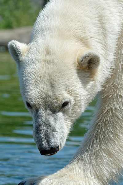 Polar Bear - Ursus maritimus Polar Bear - Ursus maritimus