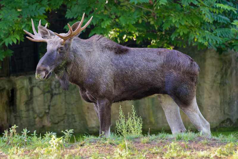 Elch - Alces alces Elch - Alces alces