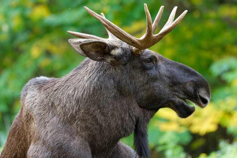 Elch - Alces alces Elch - Alces alces