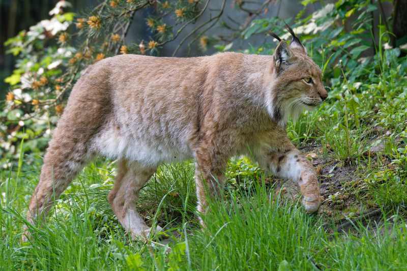 Eurasischer Luchs (Lynx lynx) Eurasischer Luchs (Lynx lynx)