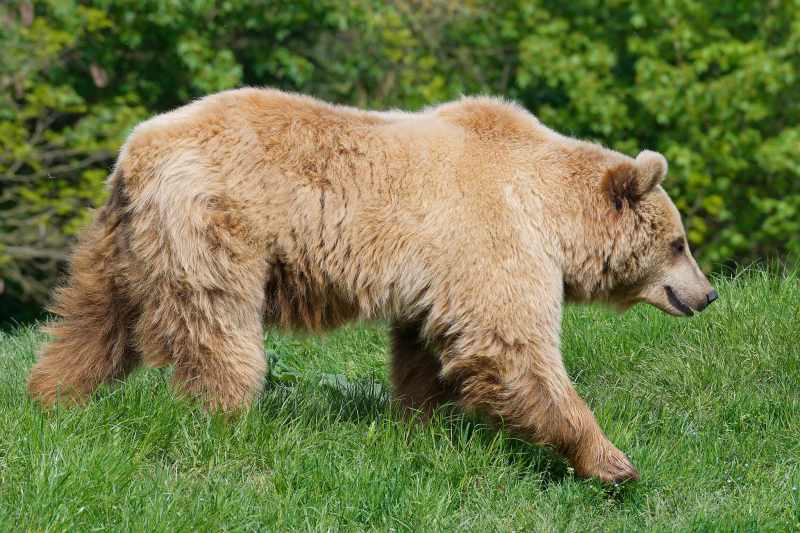 Europäischer Braunbär - Ursos arctos arctos Europäischer Braunbär - Ursos arctos arctos