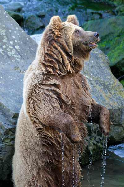 Europäischer Braunbär - Ursos arctos arctos Europäischer Braunbär - Ursos arctos arctos