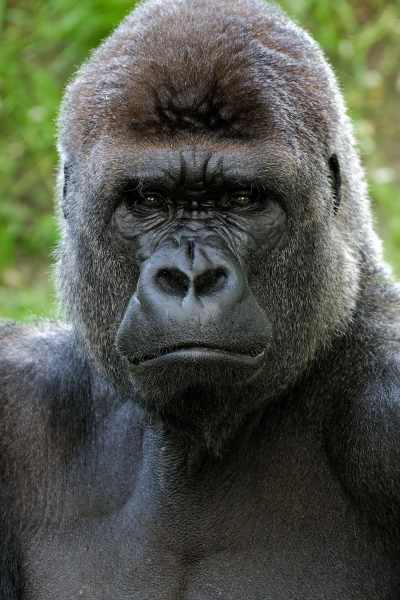 Flachlandgorilla - Gorilla gorilla gorilla Flachlandgorilla - Gorilla gorilla gorilla